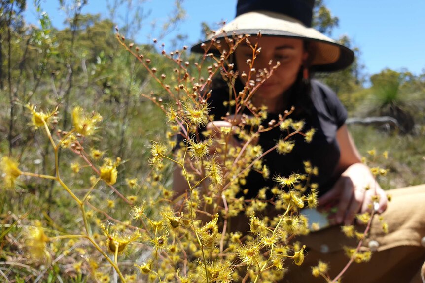 Woman in hat closely inspecting a plant with tiny circular leaves with sticky drops on them