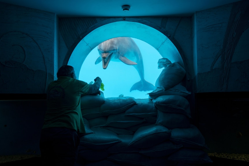 A dolphin grins through a round window at an older man holding out a toy.