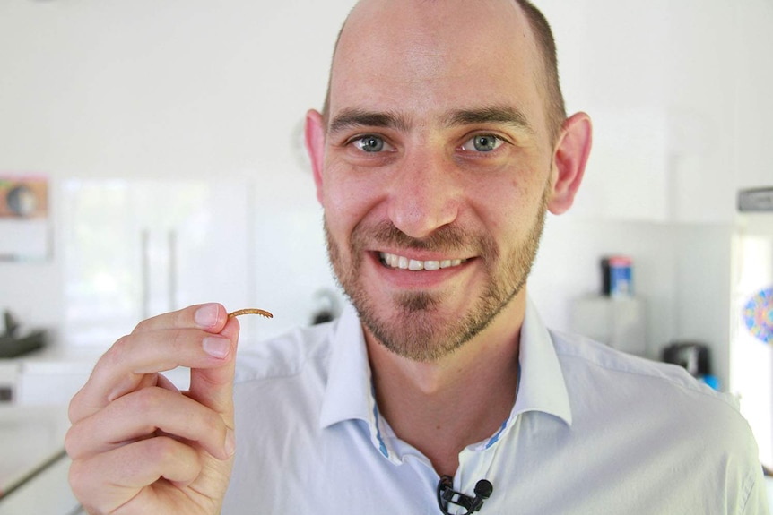 Dr Philip Ellery holds up a cooked mealworm that he plans to eat.