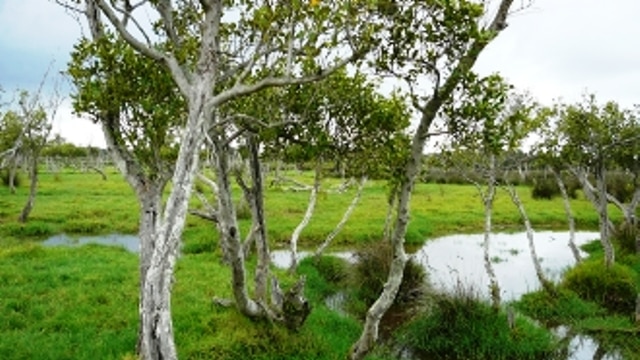 Hunter wetlands the focus of a visit by a Japanese delegation