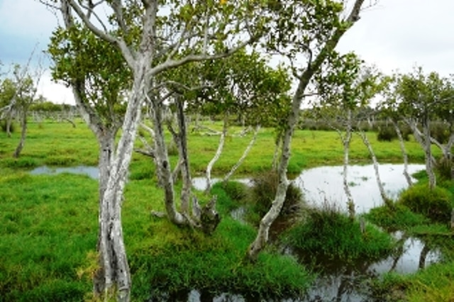Hexham swamp, near Newcastle.