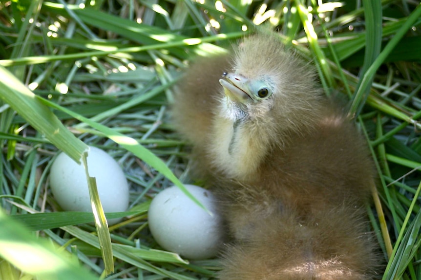 Chick on the nest