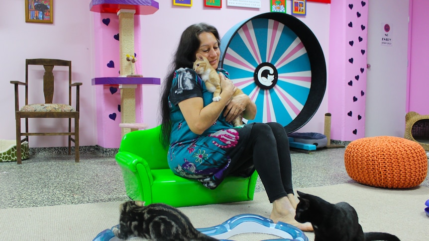 Cats play in a colourful room in Brisbane's first cat cafe