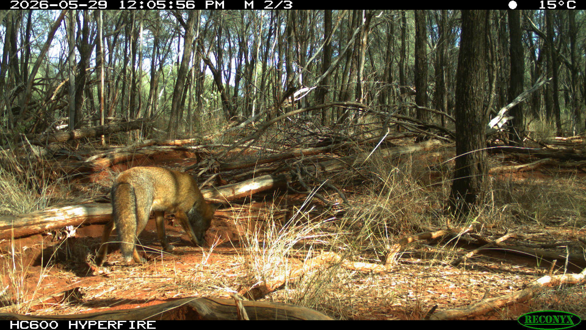 a fox with its snout down in a wooded red dirt area