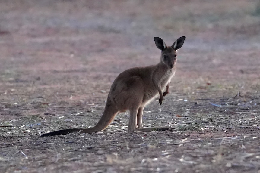 A small kangaroo standing in a paddock.
