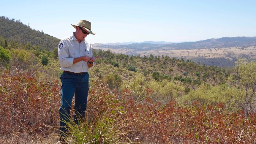 The ACT Parks and Conservation Service's Tim Chaseling checks if weeds have produced seed at the Lower Cotter Catchment lookout.