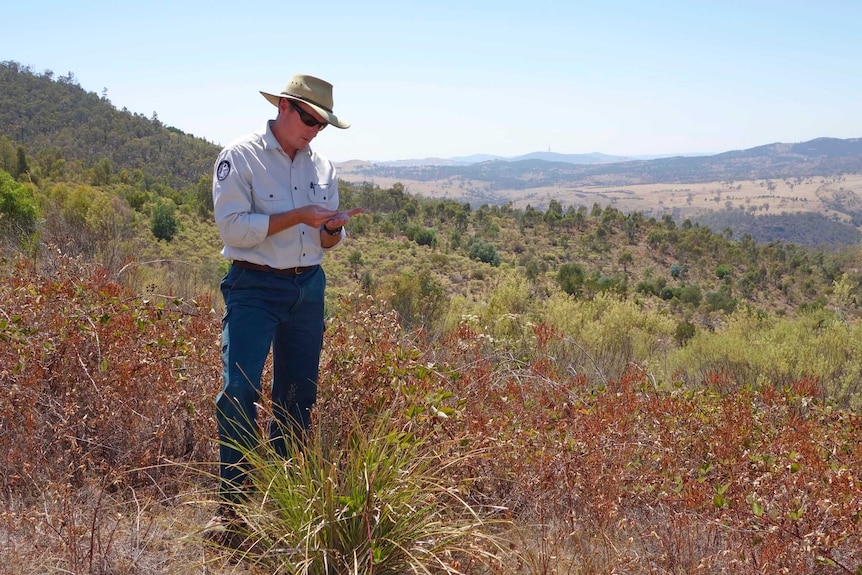 The ACT Parks and Conservation Service's Tim Chaseling checks if weeds have produced seed at the Lower Cotter Catchment lookout.