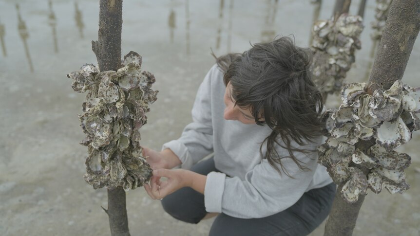 A brunette crouches beside a wooden stake that has been planted into sand, with oyster shells attached to it