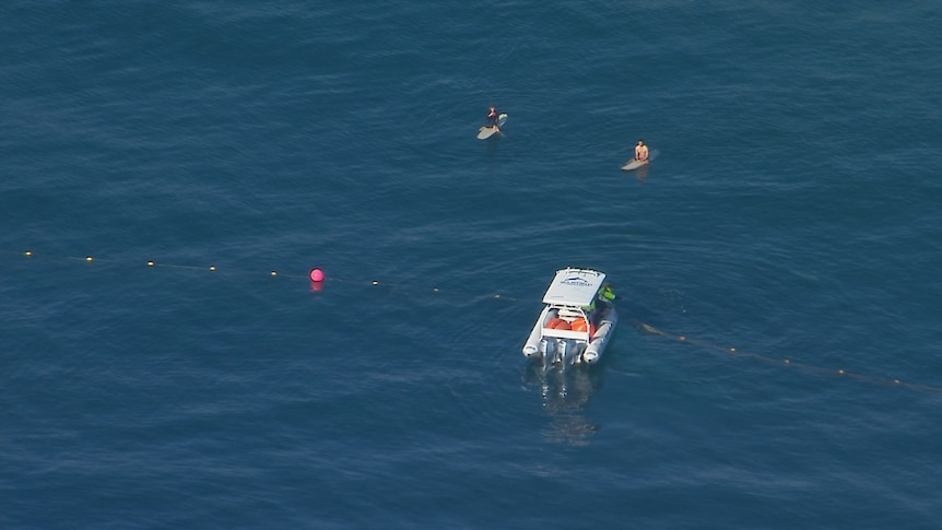 Surfers trying to rescue a whale caught in shark nets in the ocean.