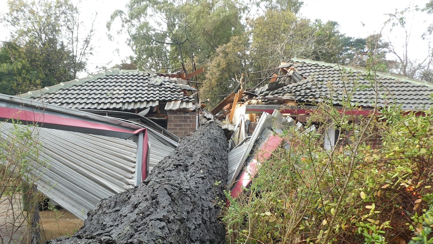 A huge tree branch on top of a house.