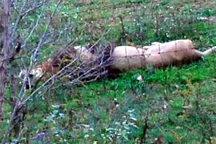 The body of a dead lion lies in a field after it was shot