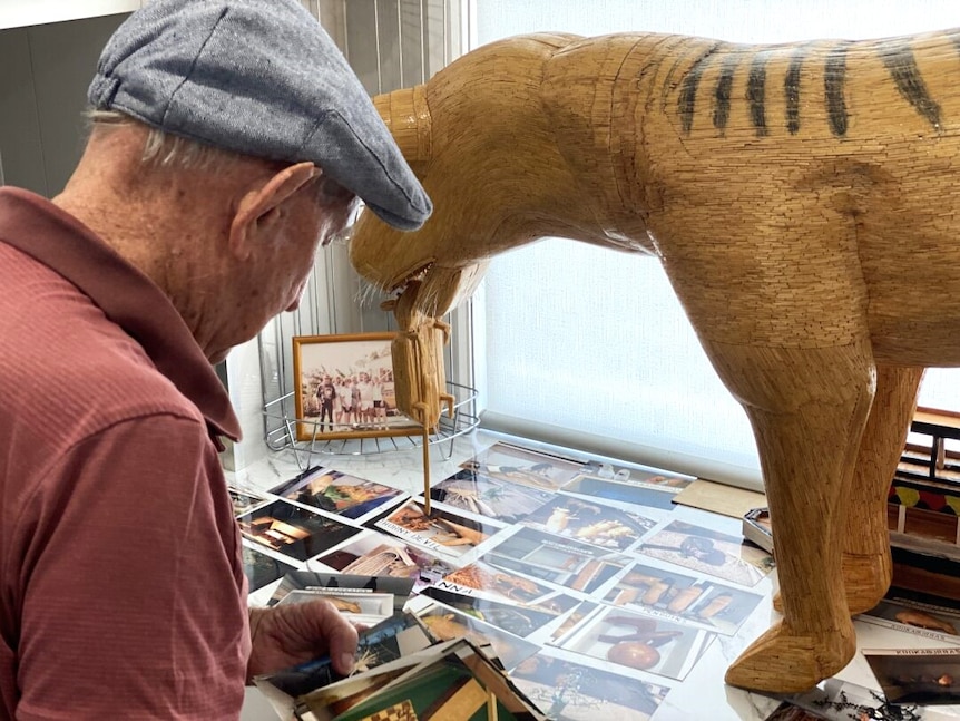 An older man looks at photographs, standing next to a big wooden model of a tiger.