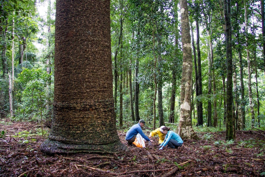 Scientists collecting samples next to a towering Bunya pine in Queensland
