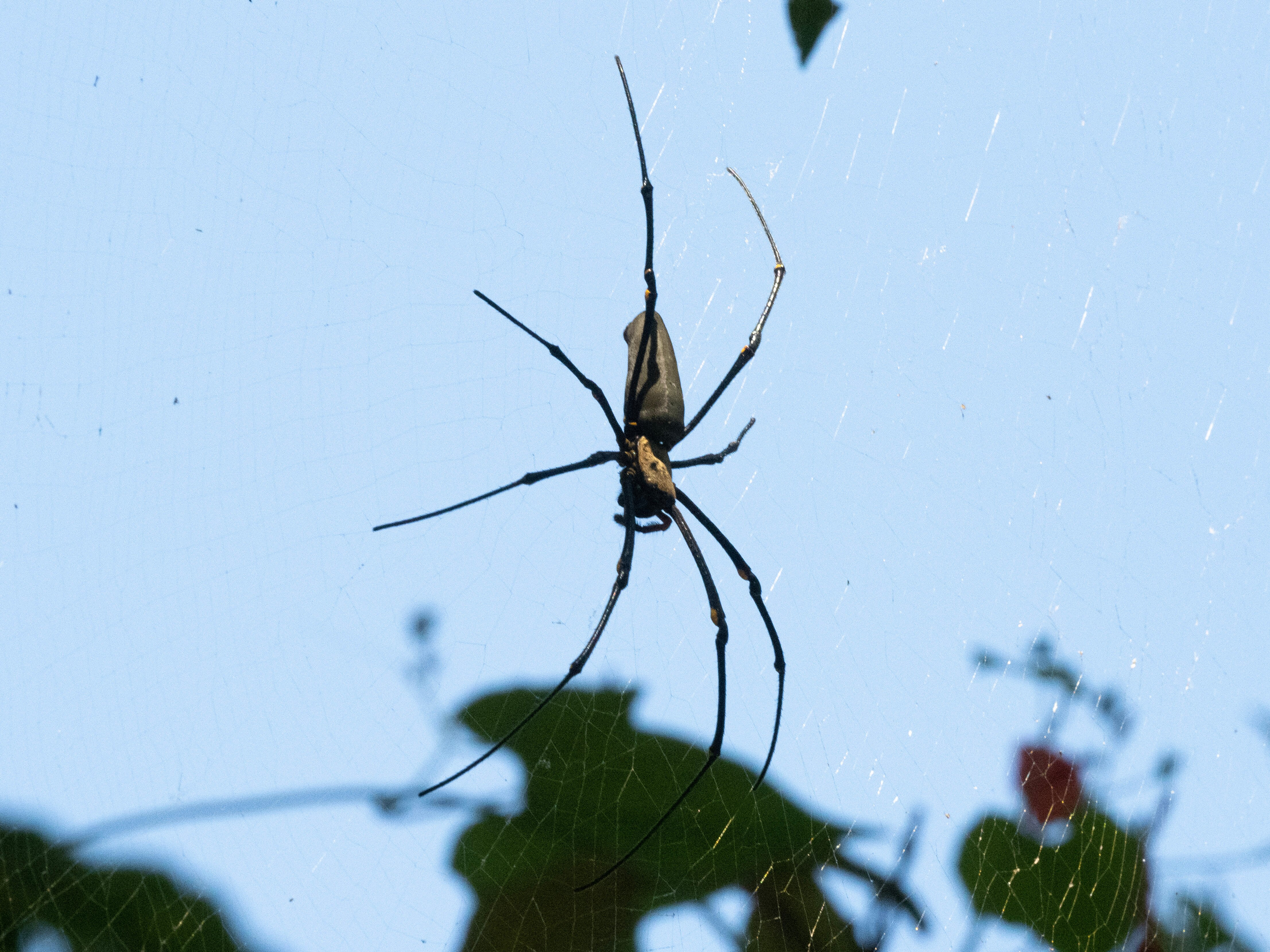 Golden orb spider spotted eating microbat in Far North…