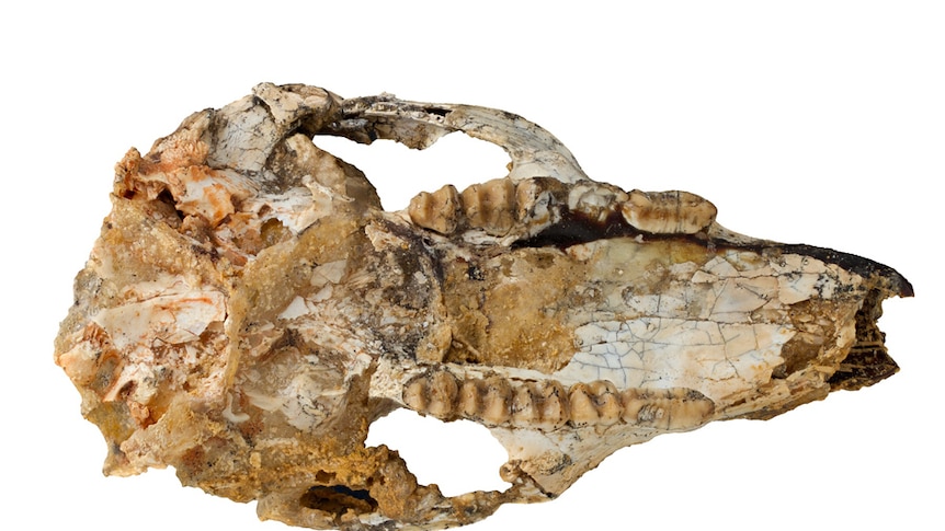 The weathered skull of Cookeroo hortusensis, an ancient species of kangaroo.