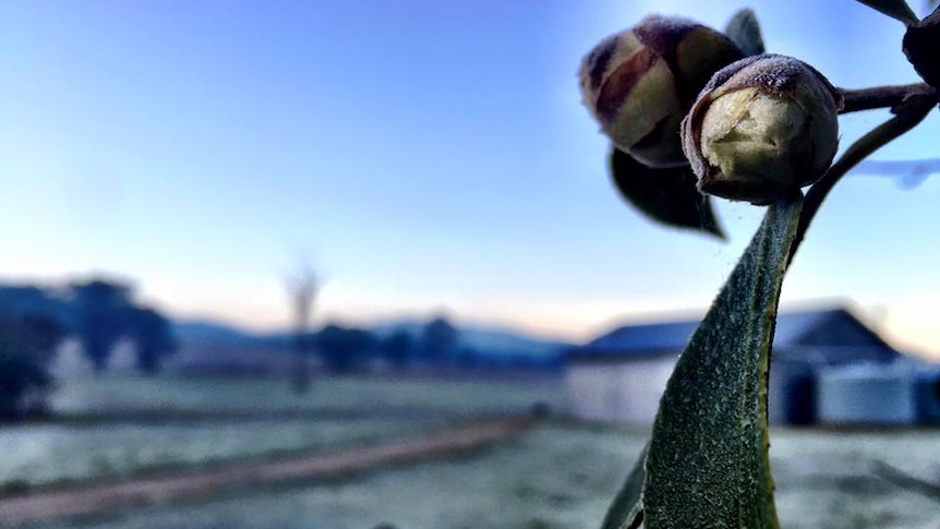 A close up of frost covered buds and a leaf outside on a cold morning.