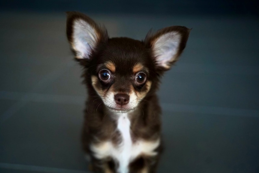 a chihuahua puppy looks into the camera with big, brown eyes