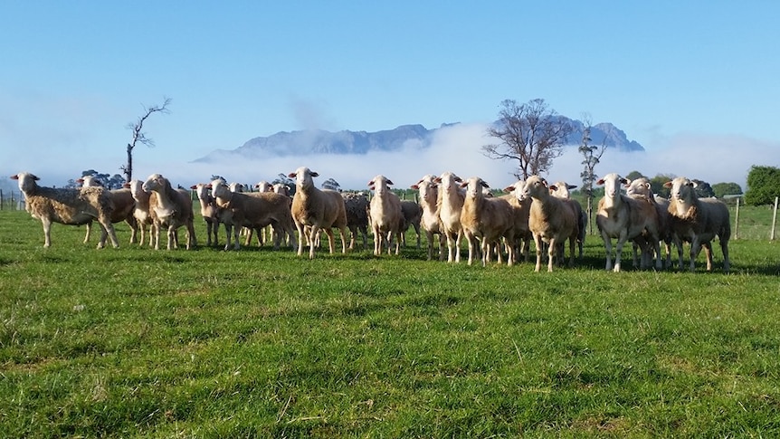 Dorper sheep standing in a paddock on Vaz Valley Farm near Sheffield in north-west Tasmania.