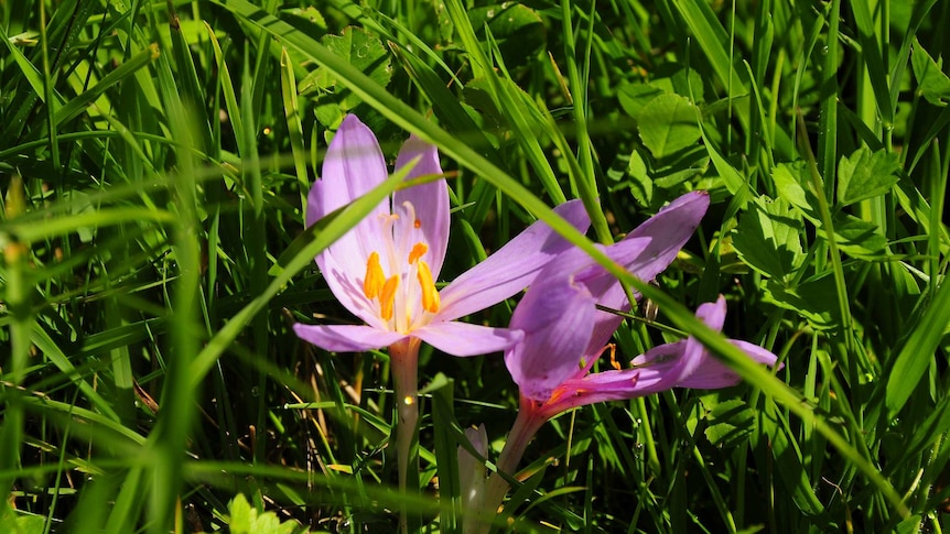 Two saffron flowers bloom in the sun.
