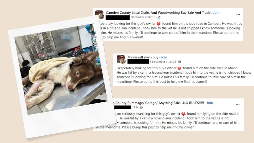 Collage of a dog injured next to three identical Facebook posts. 