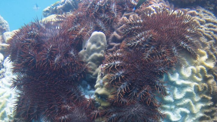 Crown of Thorns Starfish feeding off coral on the Great Barrier Reef