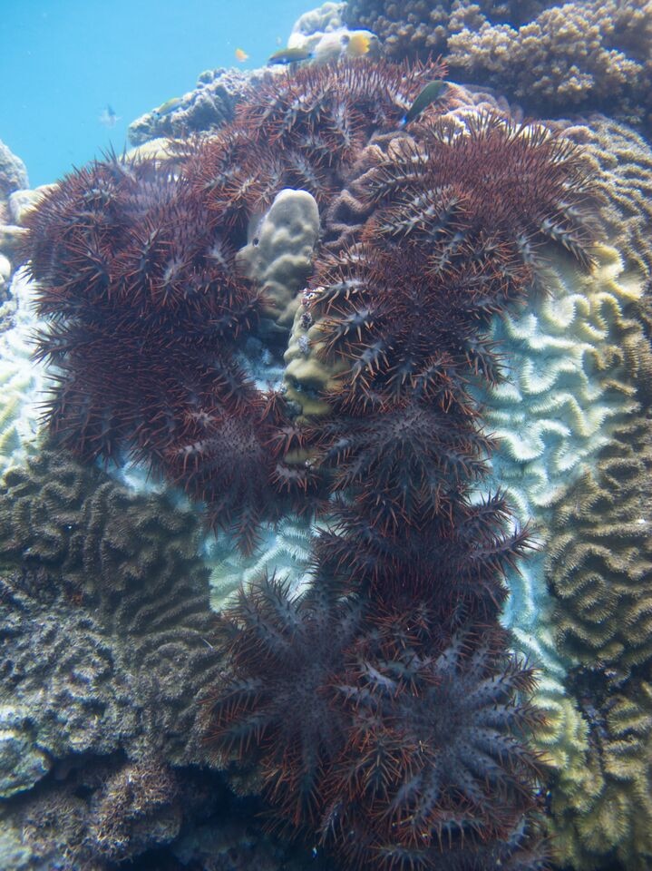 Crown of Thorns Starfish feeding off coral on the Great Barrier Reef