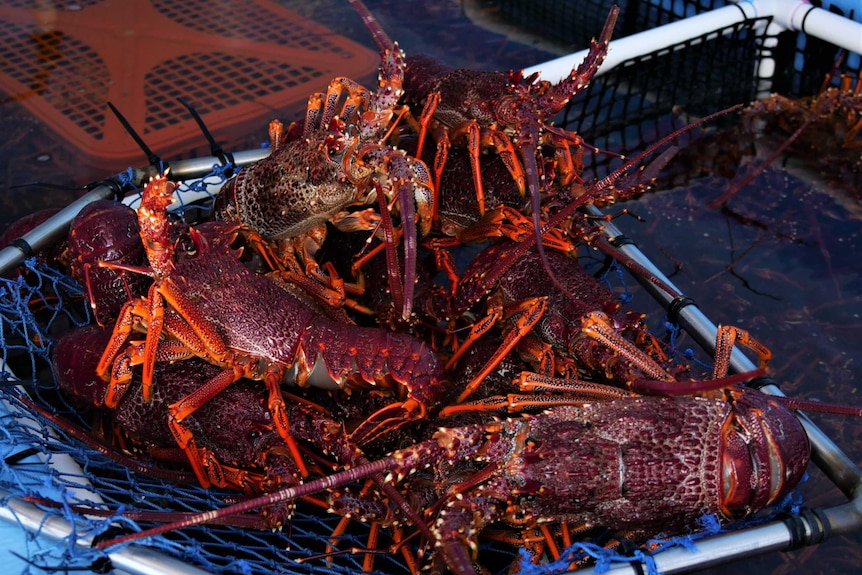 Bright purple and orange rock lobsters are being picked up by a net above a tank filled with lobsters