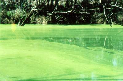 Blue green algal bloom