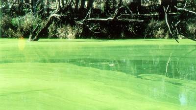 Blue green algal bloom