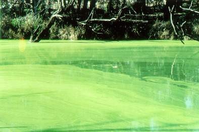 Blue green algal bloom