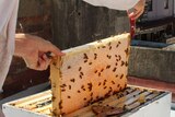 Apiarist Jack Stone removes a full frame of capped honeycomb from a beehive.