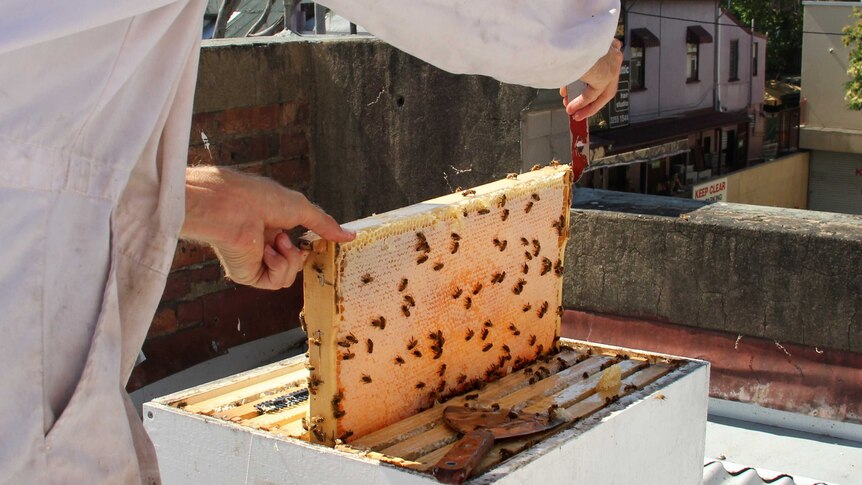 Apiarist Jack Stone removes a full frame of capped honeycomb from a beehive.