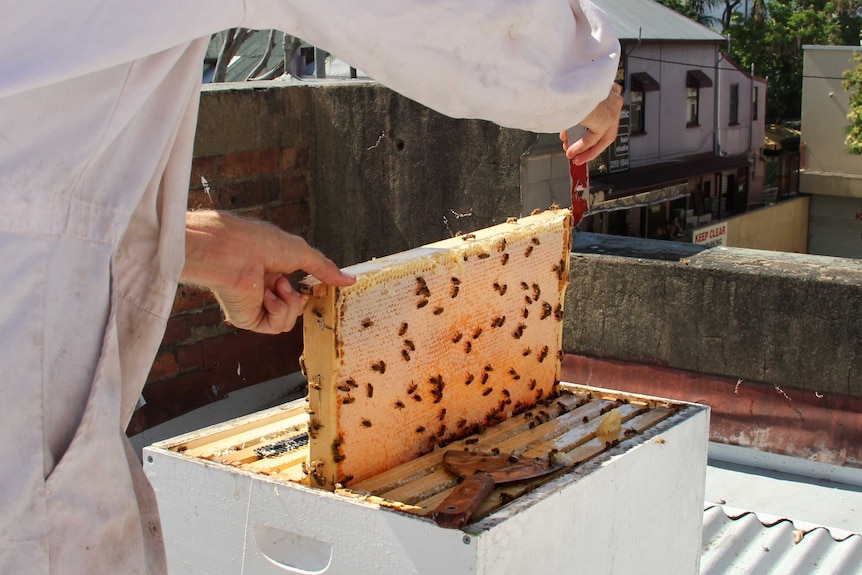 Apiarist Jack Stone removes a full frame of capped honeycomb from a beehive.