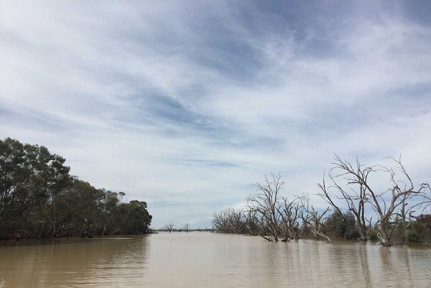 The Darling River channel at Lake Wetherell in August 2016.