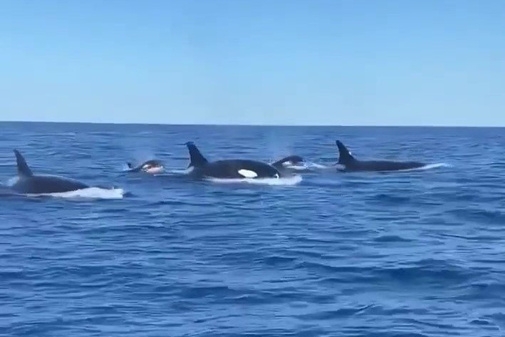 killer whales supplied