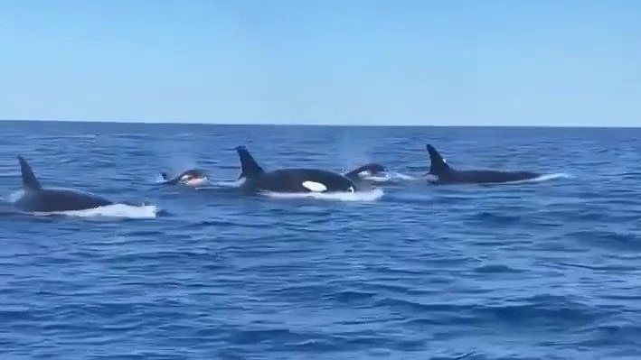 killer whales supplied