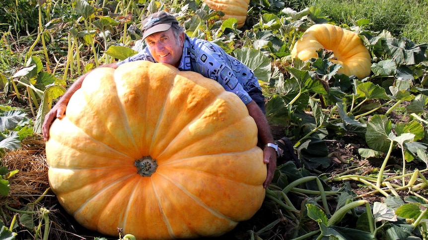 Man hugging giant pumpkin
