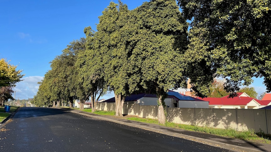 A line of trees on a footpath next to houses