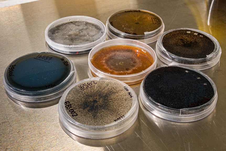 Array of petri dishes containing microbes.