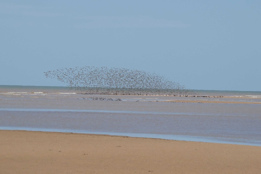 A photo of birds flying above a beachside point.