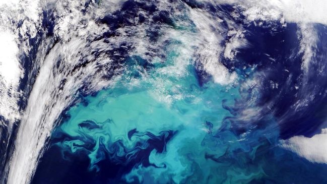 Satellite image of phytoplankton