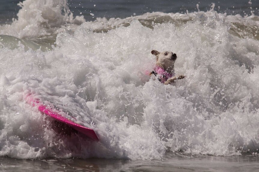 A surfing dog wipes out