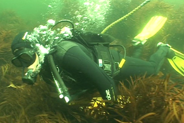 A scuba diver hunts for abalone on a reef.