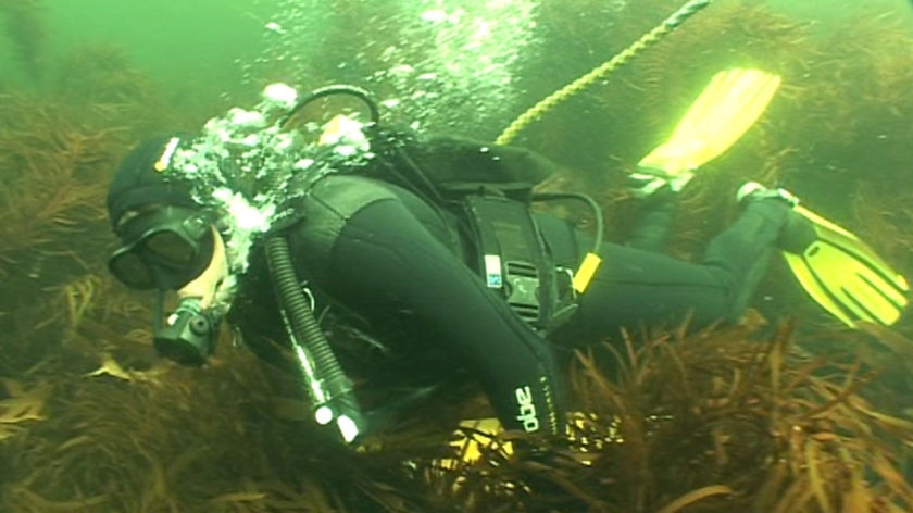 diver underwater looks for abalone in southern Tas waters