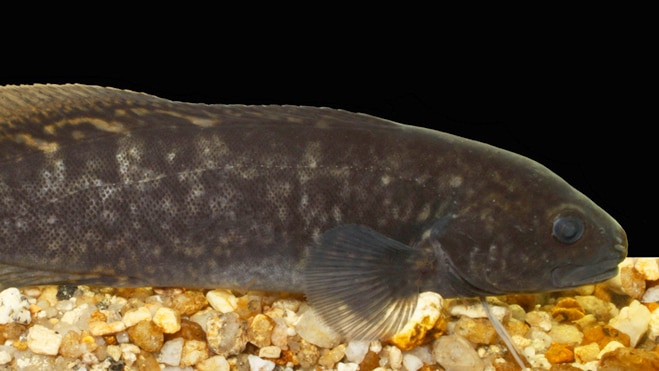 A small, dark-coloured fish.