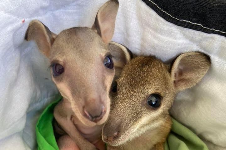 Two wallaby joeys snuggled together in a green blanket.