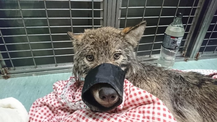 A wolf being treated at a clinic.