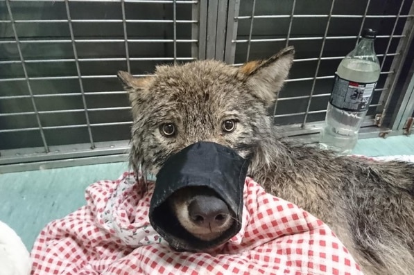 A wolf being treated at a clinic.