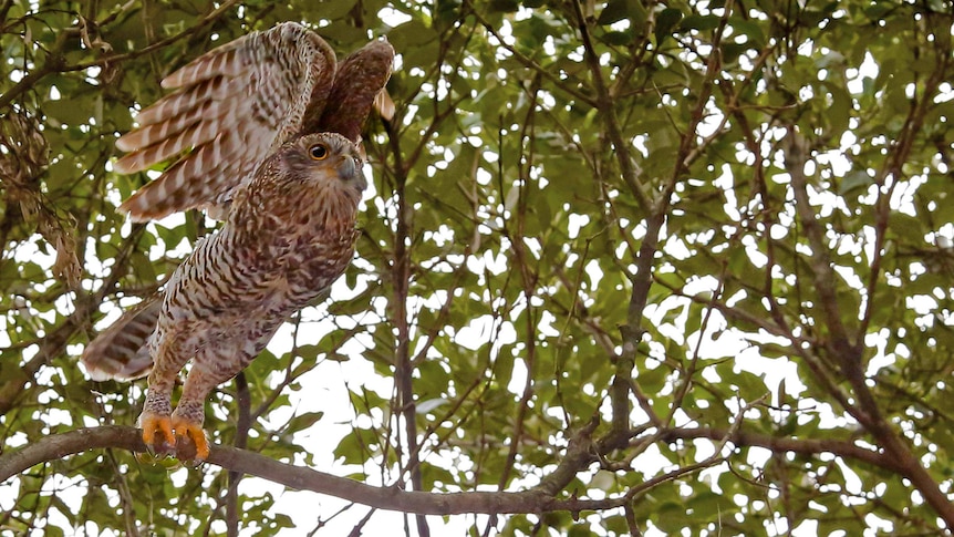 A powerful owl takes flight from a mangrove tree in a swamp near Georges River south of Sydney.