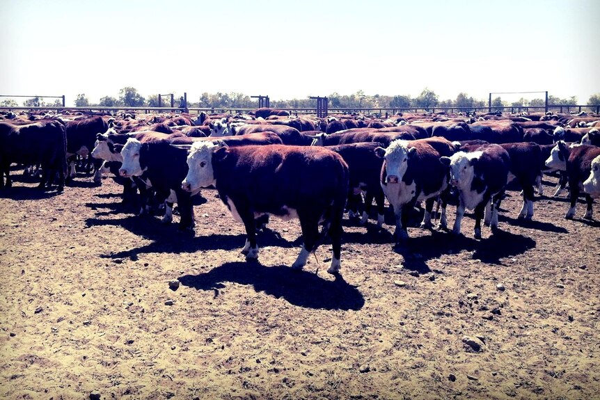 Cattle on property near Birdsville.